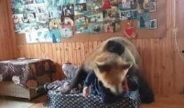 俄罗斯棕熊爆料视频,野外生存与生态平衡的震撼纪实